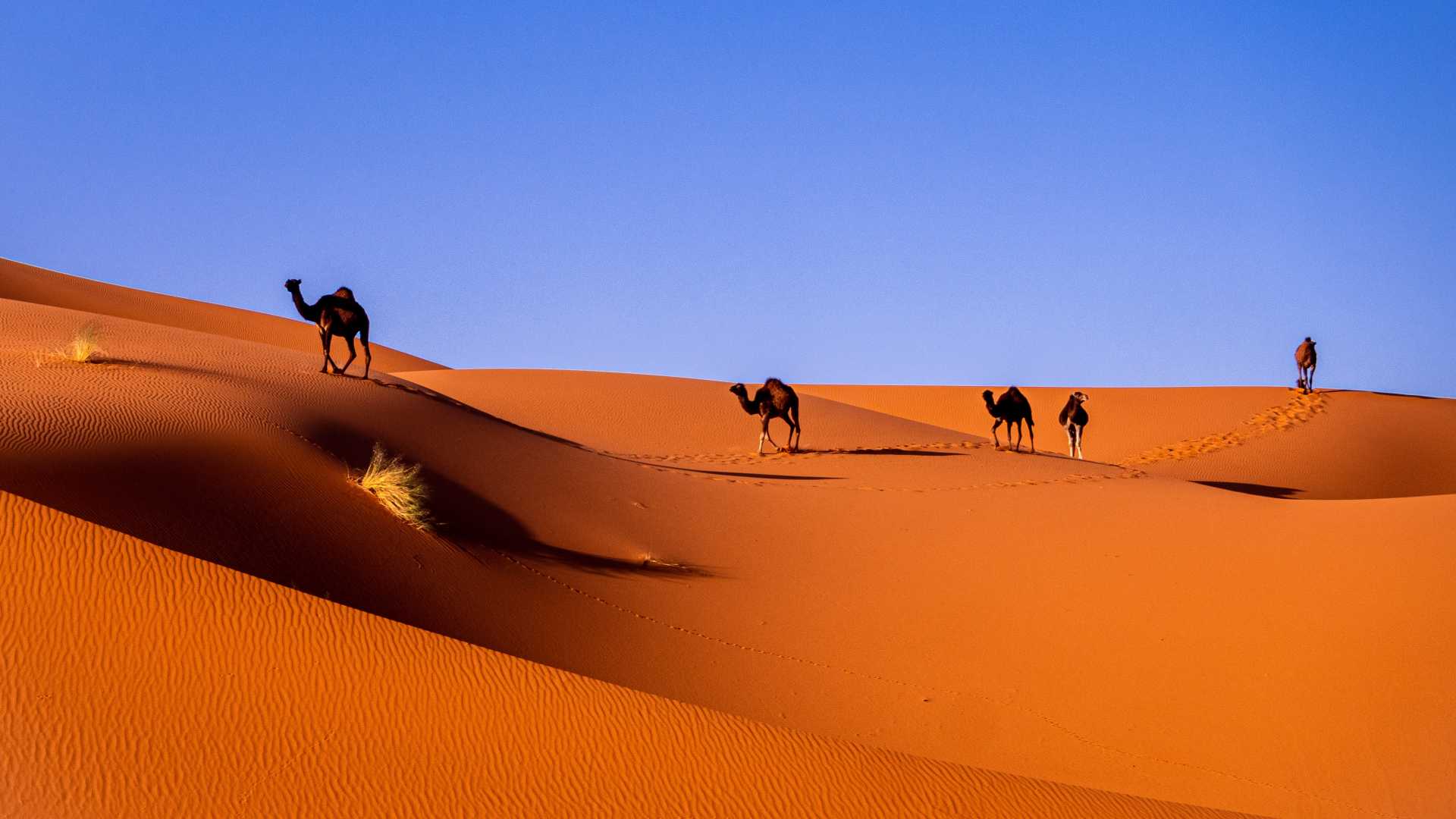A Resplandecente História Verde do Deserto do Saara | Gestão si