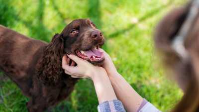 Avanços na Biotecnologia Veterinária: Rumo a uma Vida Mais Longa e Saudável para Cães