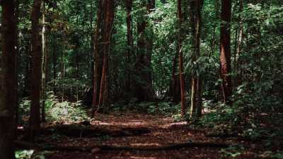 Como a Tecnologia Está Desempenhando um Papel Crucial no Reflorestamento do Planeta Terra