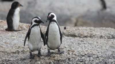 O Impacto Devastador do Aquecimento Global na População de Pinguins na Antártica